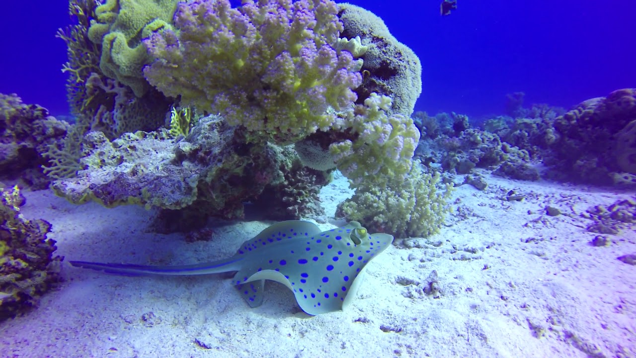 Scuba diving in Hurghada, Egypt, October 2018 YouTube