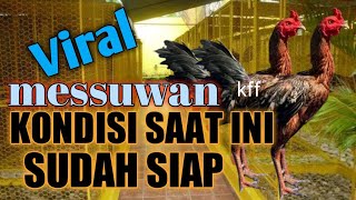 Messuwan mengecek kondisi saat ini ayam pama bulbi saenkol