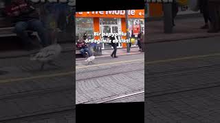 Doktorlarda Gezen Papyonlu Kaz