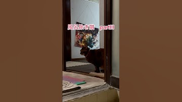 #猫 #猫のいる暮らし #猫動画 #ねこ #ねこ動画 #ねこのいる生活 #家族 #天敵  #cat #family #rival  #shorts #pleasesubscribemychannel
