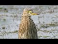Pond Heron Shorts Birds Pond Heron Shorts Birds