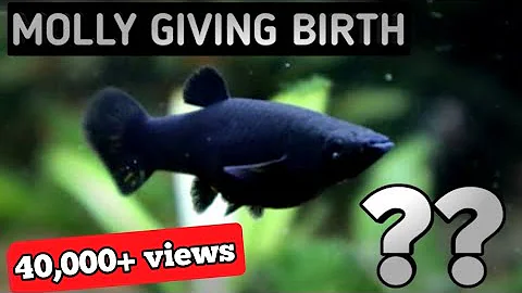 Molly fish pregnant sign in Hindi | How to tell molly fish is pregnant and when it will give birth .