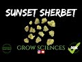 Sunset Sherbert Strain Review - YouTube