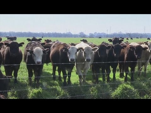 Коровы - как источник парникового эффекта?