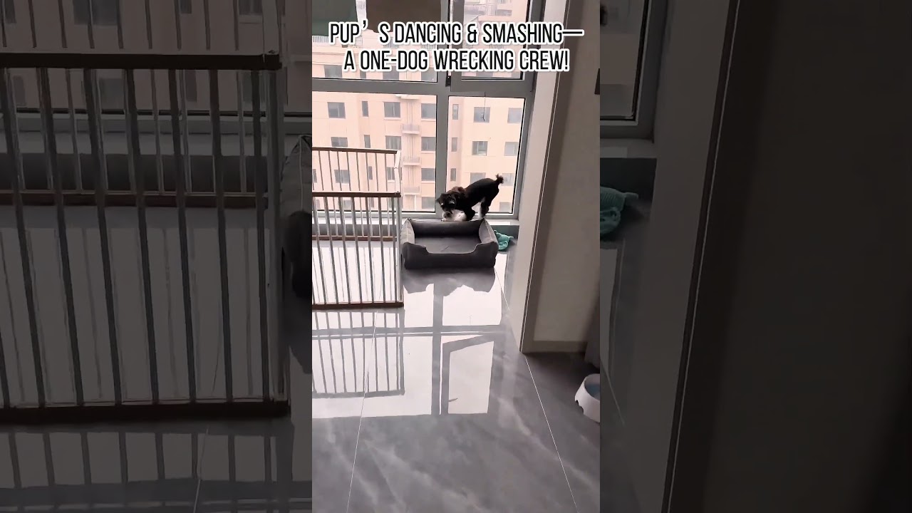 Pup’s Dancing & Smashing—A One Dog Wrecking Crew!