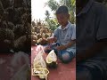 Unlocking the Secrets of Fresh Durian Harvest: How to Open, Benefit, Popularity