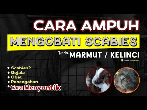 CARA MENGOBATI SCABIES PADA MARMUT/KELINCI. Panduan Lengkap.