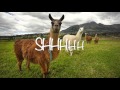 THE LLAMA SONG PART 2 - twaimz ıı Lyrics