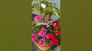 #قرآن #راحة_نفسية #تلاوة_خاشعة #تلاوة_هادئة #tilawat #قران_كريم #عبدالرحمن_مسعد