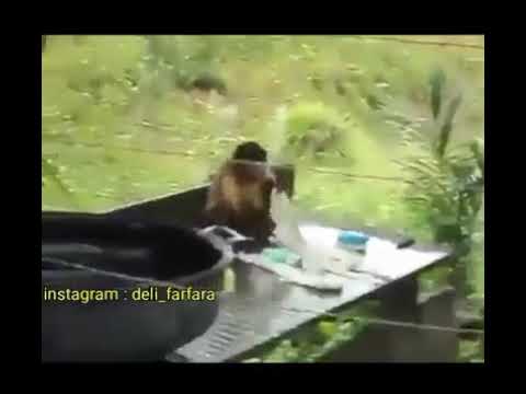 Maymun çamaşır yıkıyor:)