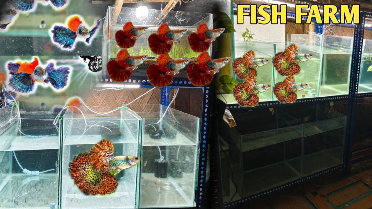 Low Price Imported Guppy In Kolkata | All Over India Delivery | Imported Guppy Fish Farm Update 