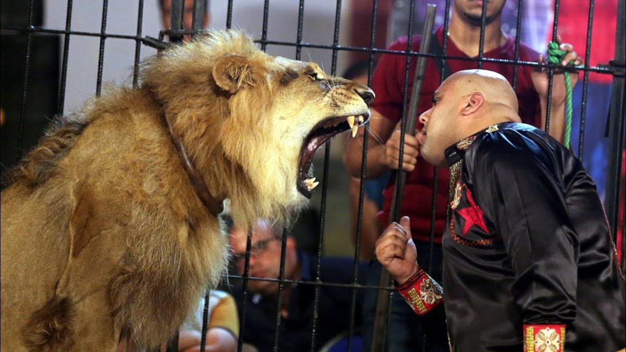 Нападение льва