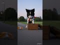 Collie Found a Locked Box… But Something Inside Moved… #dogshorts #bordercollie #collieball