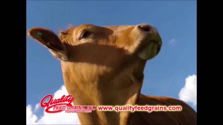 Quality Feed Grain July 2016 Promo