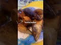 Banku and fish #youtubeshorts #duet #fypシ