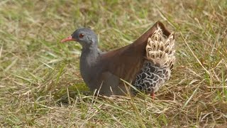 Tavşan  Keklik avı chukar Rabbits hunting HD 2015 1 screenshot 5