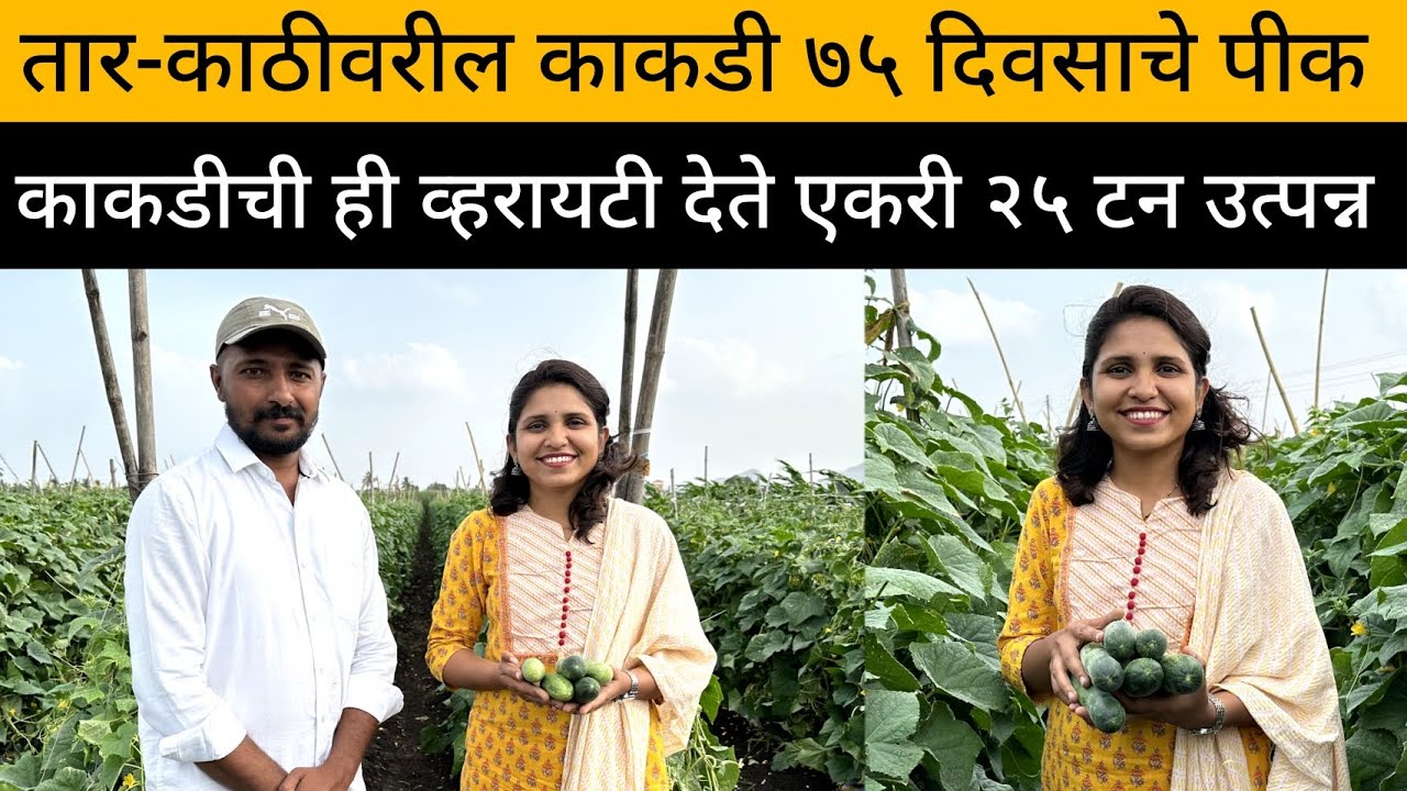 काकडी शेती | Cucumber Farming Technology In India | Cucumber Harvesting And Profit | Kavyaaa's Vlog