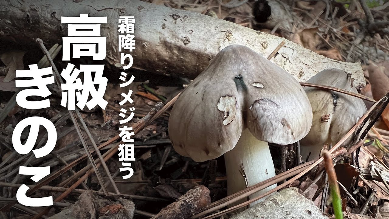 高級料亭の味。シモフリシメジは狙って採れるのか？［きのこ狩り］