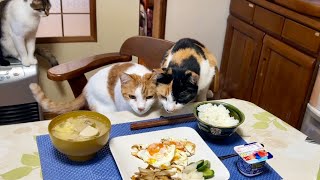 住職の朝ごはんチェックに余念がない猫2匹