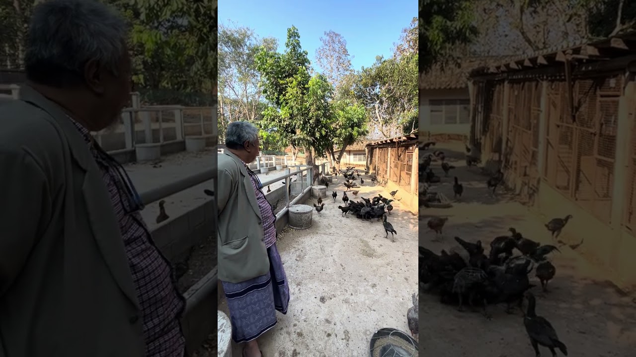 อัปเดต ลูก เจ้า เก้าโย ซุ้มลุงนัน แม่สะเรียง ติดต่อลุงนัน 0819503780