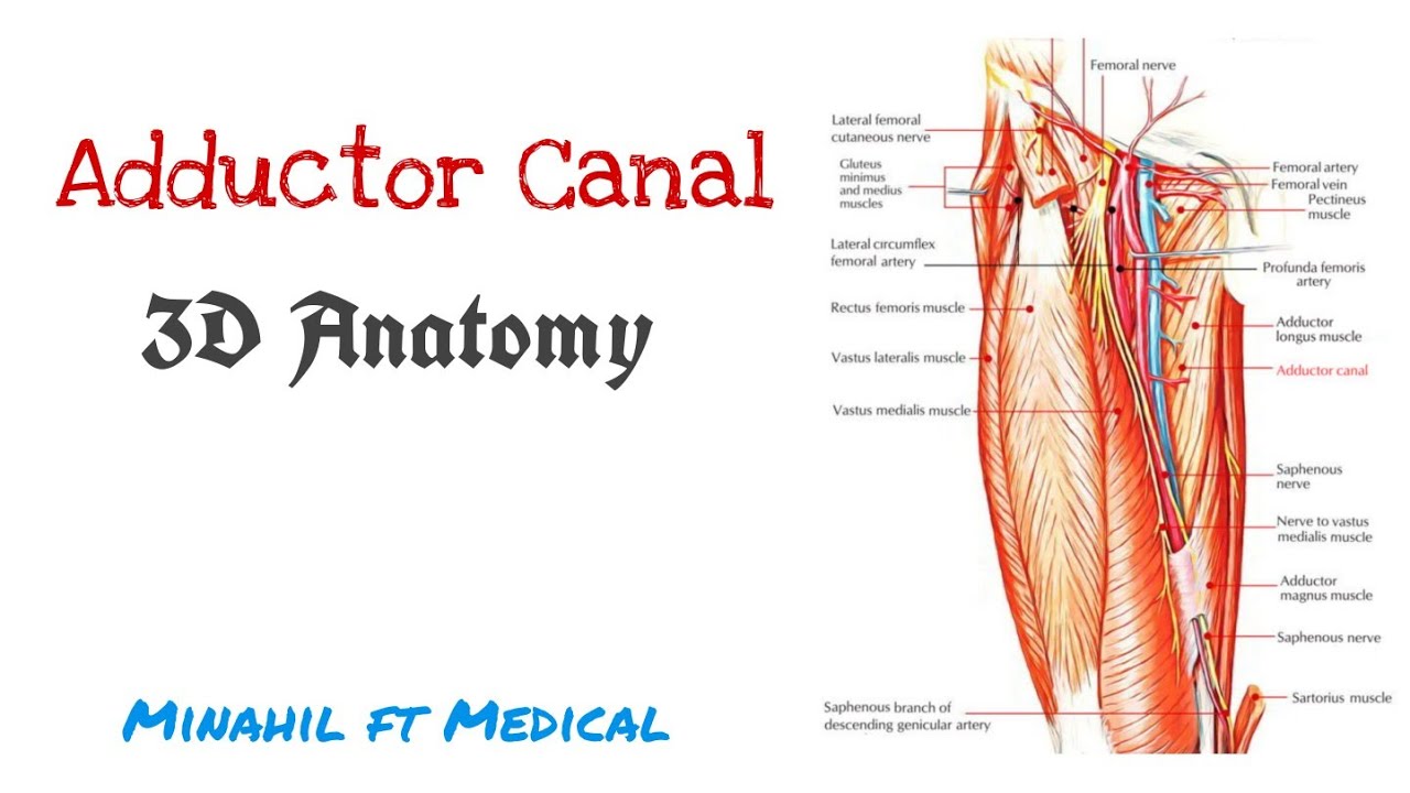 Adductor Canal Anatomy, 3D Anatomy of Hunter's canal