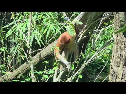 Proboscis monkey