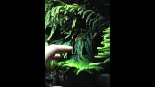 Butterfly  conservatory in NYC