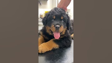 These Rottweiler puppies are just too adorable to handle! 🐶❤️