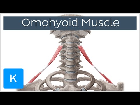 Video: Omohyoid-spierfunctie, Oorsprong En Anatomie - Lichaamskaarten