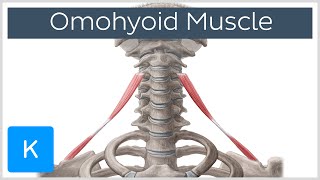 Omohyoid muscle - Origin, Insertion, Innervation & Function - Human Anatomy | Kenhub