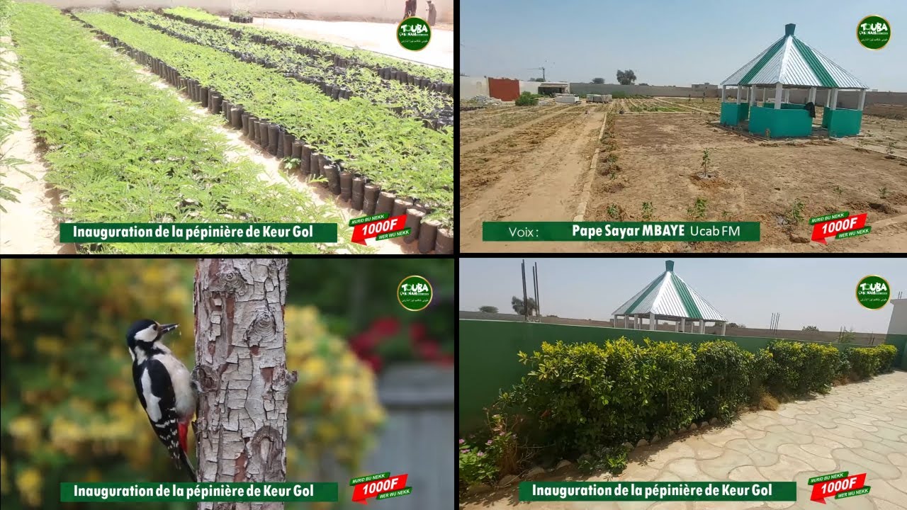Pépinière de Keur Gol : Touba Ca Kanam implante 22.000 Arbres dans la ville sainte....