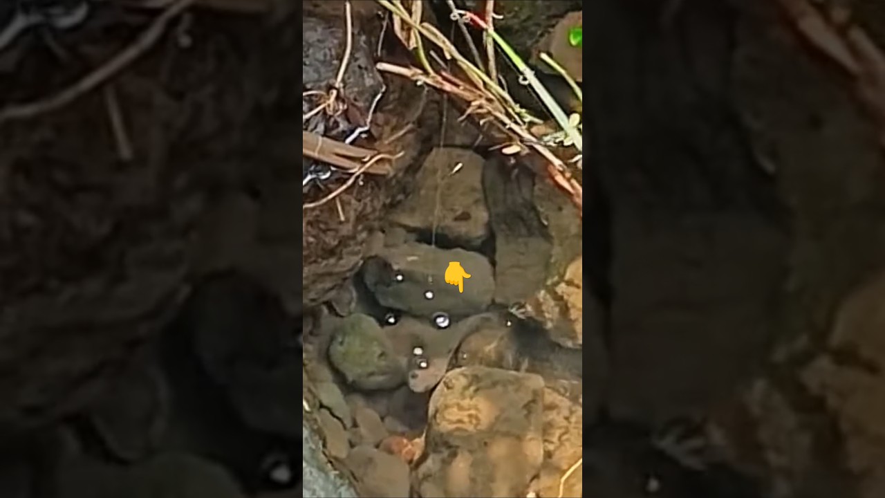 Ловля ДОРОГОЙ ДЕКОРАТИВНОЙ РЫБЫ в ЧИСТОЙ ВОДЕ - Чанна Лимбата 