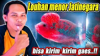 Update harga Louhan di Pasar Ikan hias Jatinegara