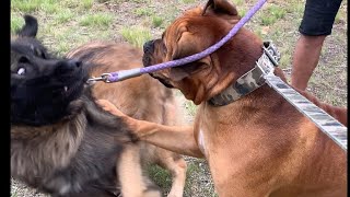 Young Boerboel & Young Caucasian Shepherd X