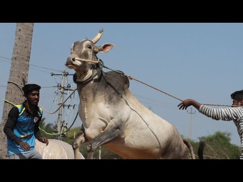 Hallikar furious Bull jumping exercise | HBN Don