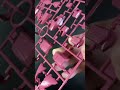 Inside of MG Justice Gundam Box 1/100 Bandai