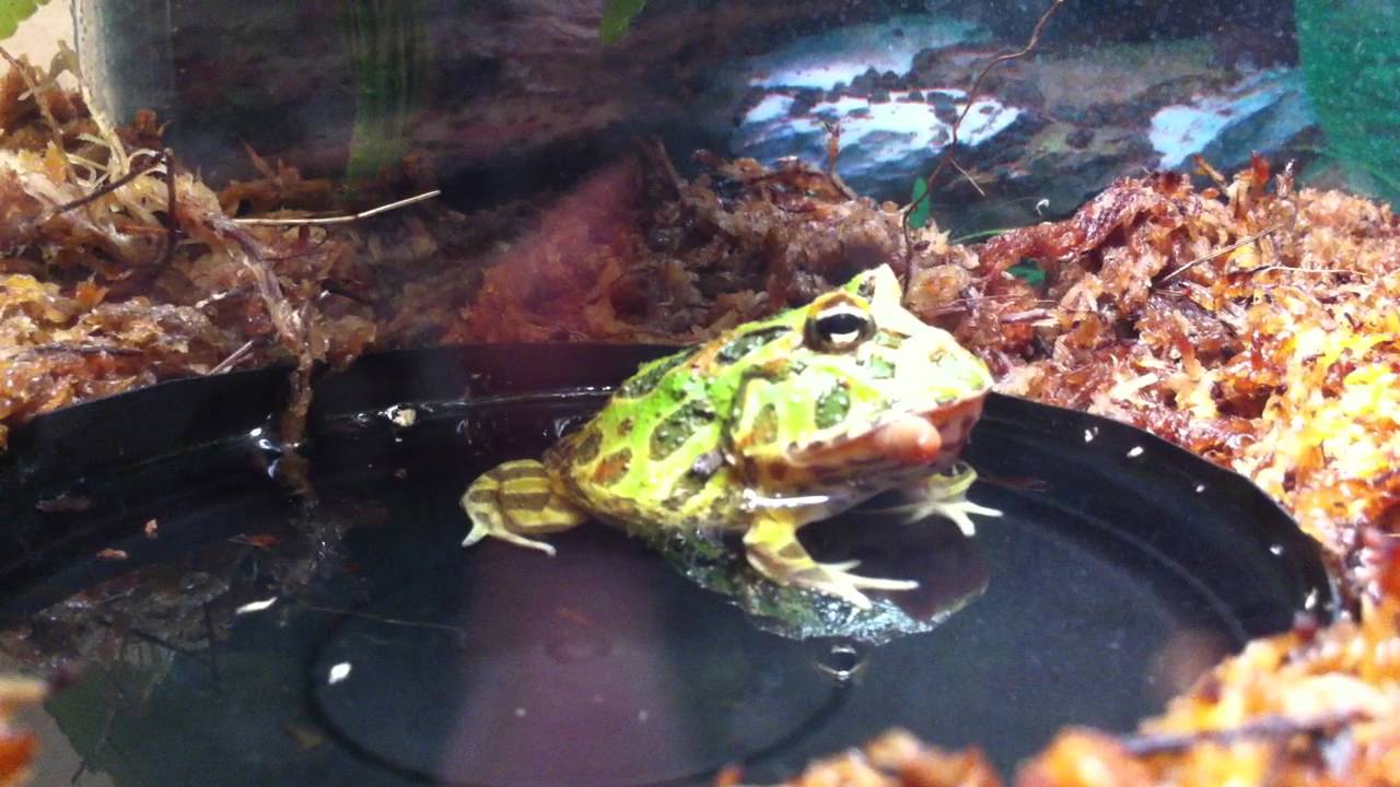 Big Meech the Pacman Frog eating a worm YouTube