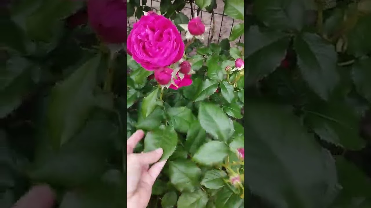 Роза плетистая Сальма Эс-Саид (Salma Es-Said, Guillot, 2010)