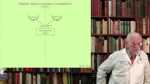 Lecture 4. The Visual System  I-II Structure, Function and Dysfunction