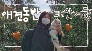 [애견동반 태안, 안면도여행] 힐링여행🍁 청산수목원/ 전주식당/ 카페뷰/ 퍼피21 애견펜션/ 낙지한마리칼국수/ 팜카밀레농원/ 몽산포제빵소