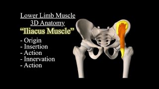 Iliacus Muscle 3D Animation Origin, Insertion, Action, Innervation and Movement. Iliacus and Psoas Iliacus Anatomy Origin Insertion Action