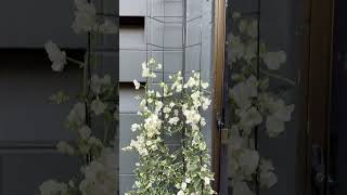 Bougainvillea trellis extension