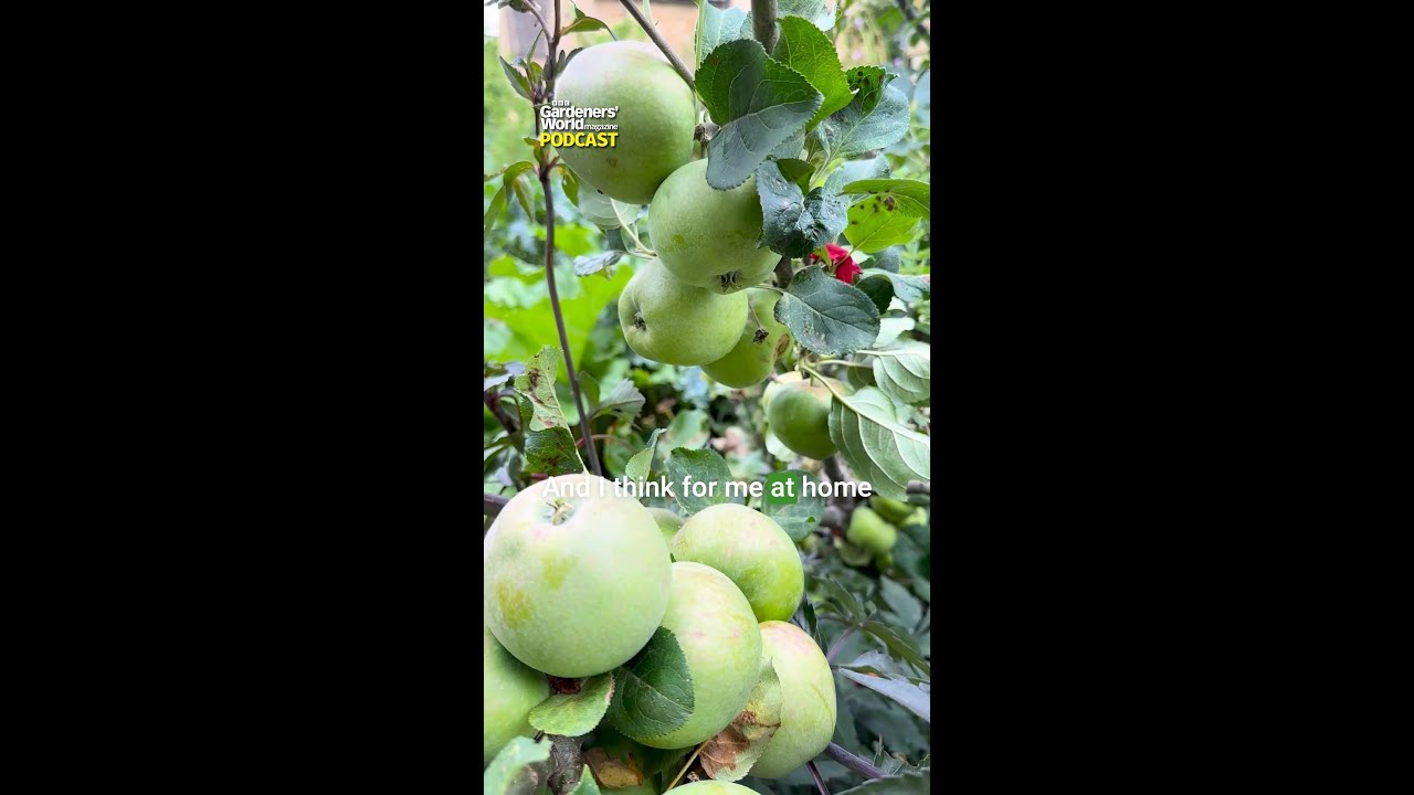 Inside Adam Frost's kitchen garden 🪏