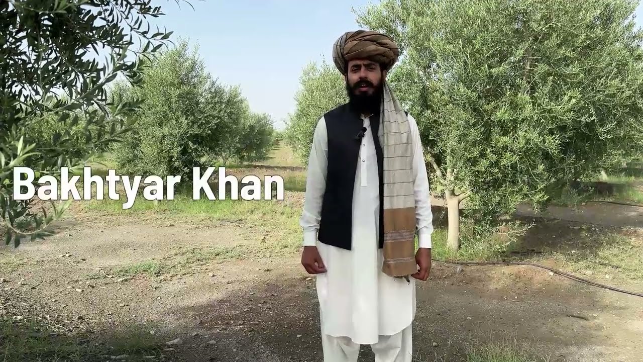 DRIZLA Olive Oil | Pure Cold Pressed Extra Virgin & Wild Olive Oil in Pakistan