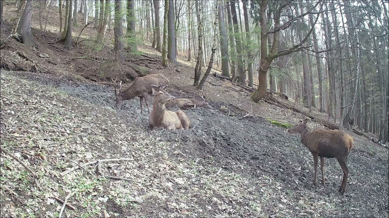 Fotopast - Krušné hory (65)