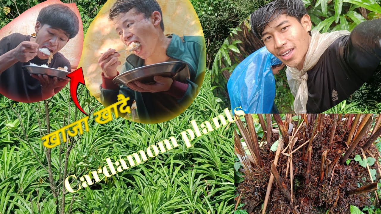 अलैँची बगन्मा काम गर्दै 