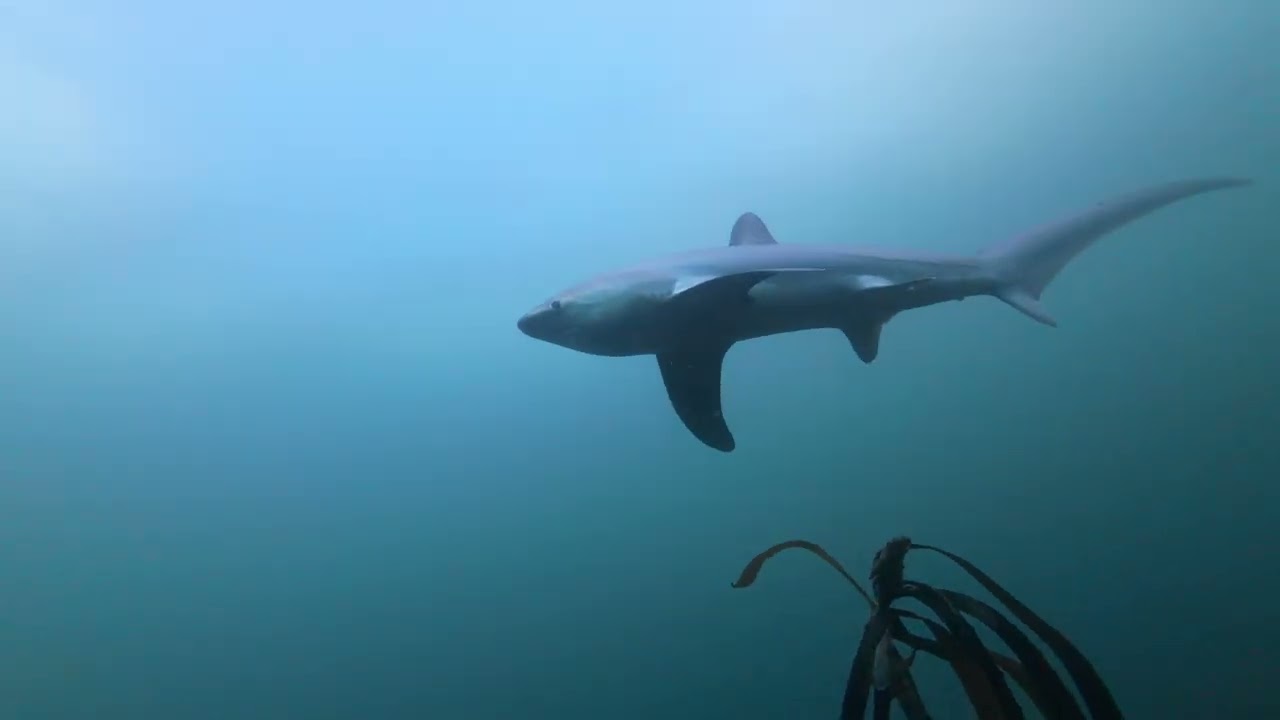 False Bay Atlantic Thresher