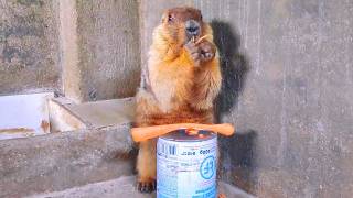 Carrots are not eaten whole, only the core is eaten - the difficult boy