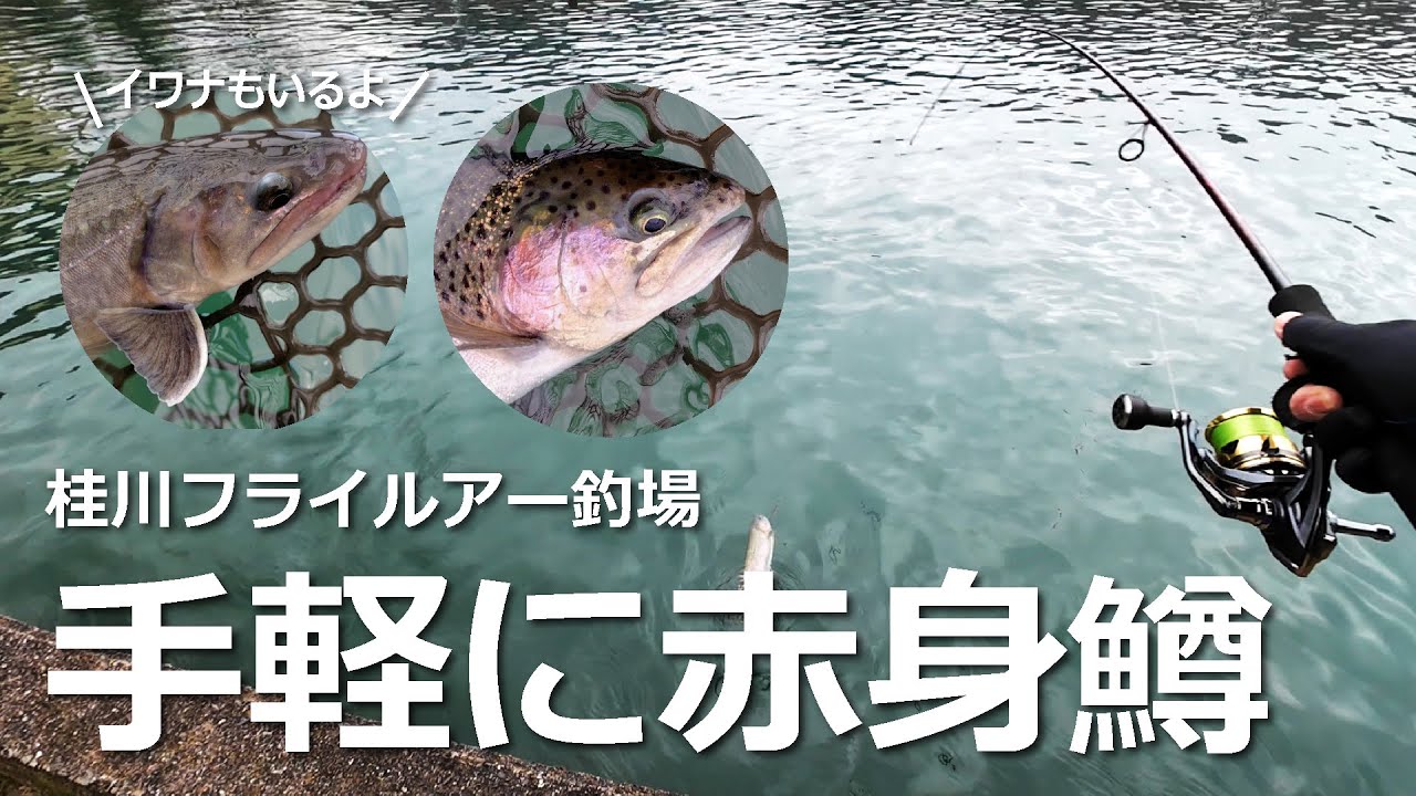 一日券3000円の手軽に赤身鱒が釣れる釣場 #桂川フライルアー釣場 #甲斐サーモン #ニジマス #管釣り #fishing 2026年1月28日