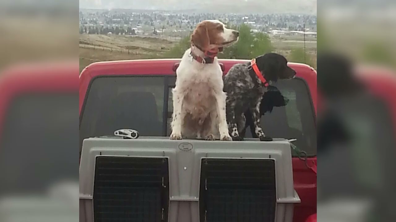 Easy Loader Kennels (Video Ad 2024)